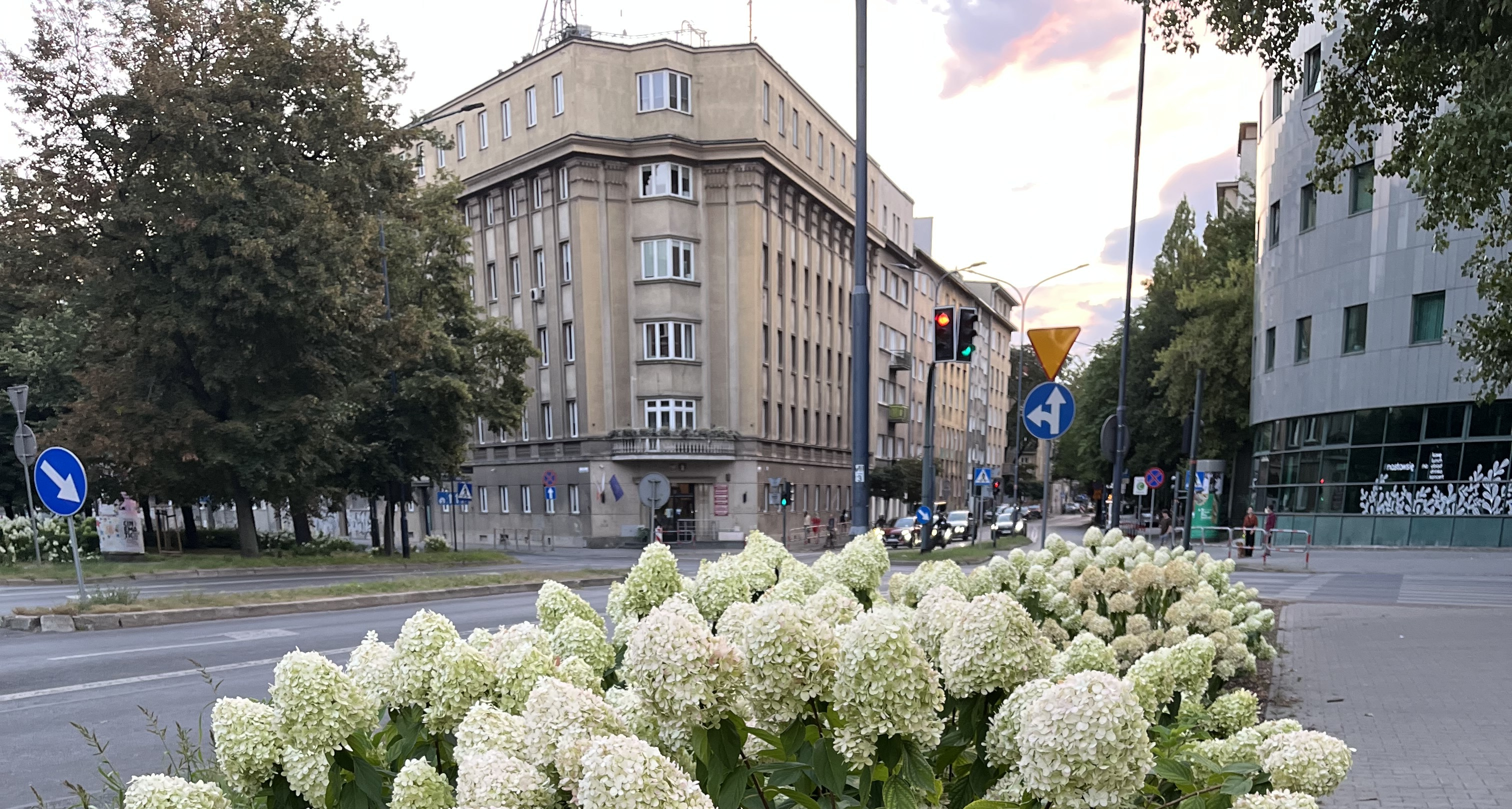 Hydrangeas in one of Kraków’s avenues